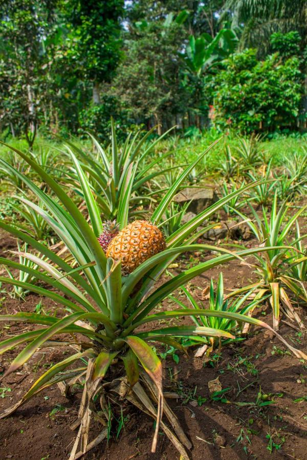 Welfare Agroturismo Milagrosa Экстерьер фото